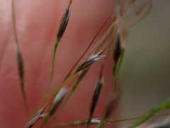 Austrostipa ramosissima