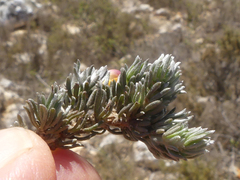 Aspalathus candidula