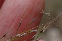 Austrostipa ramosissima