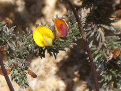 Aspalathus candidula