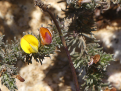 Aspalathus candidula