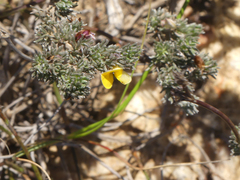 Aspalathus candidula