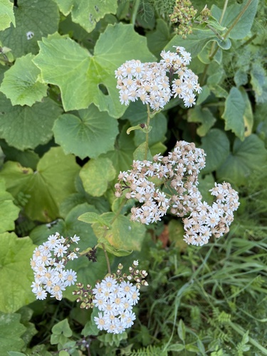 Pericallis murrayi image