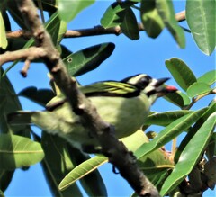 Pogoniulus bilineatus