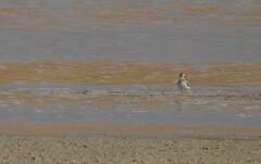 Calidris minuta