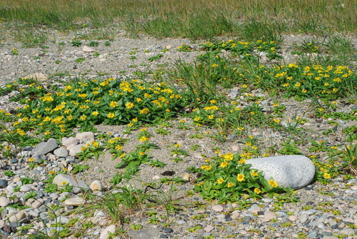 Jacobaea pseudoarnica