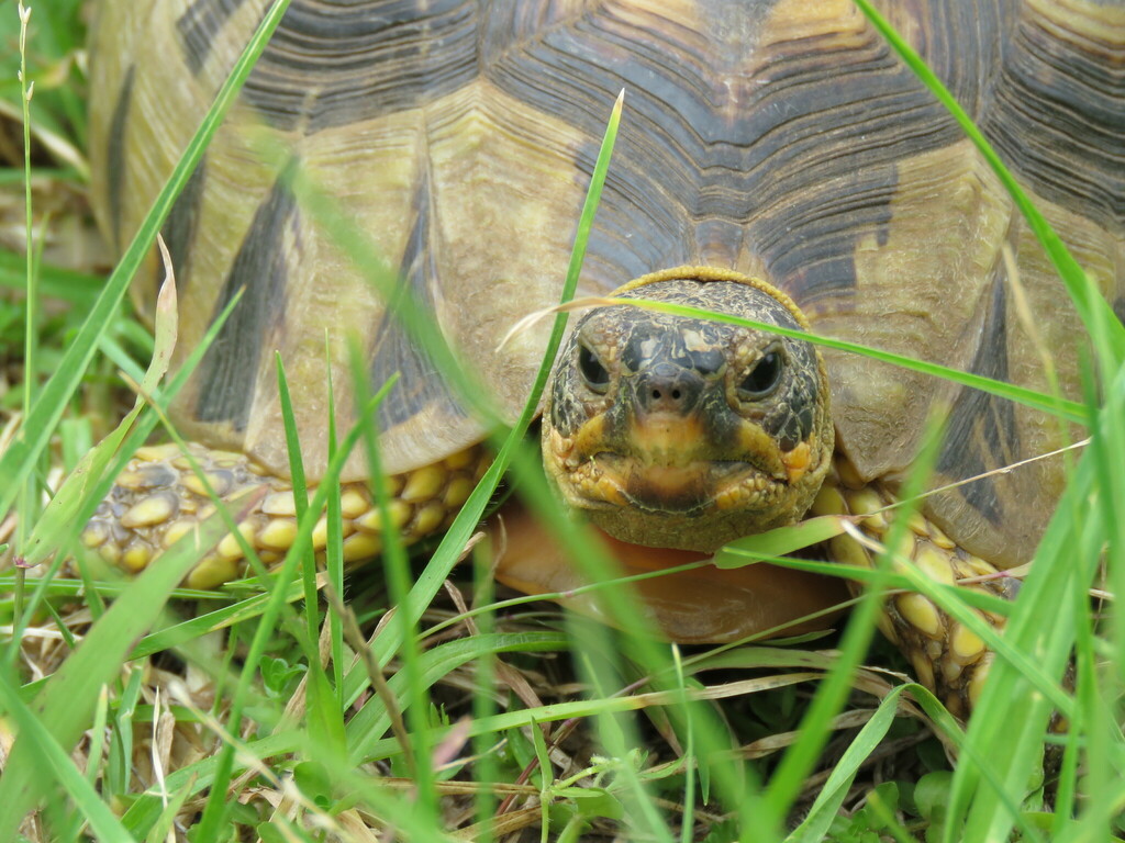 Angulate Tortoise from Overberg District Municipality, South Africa on ...