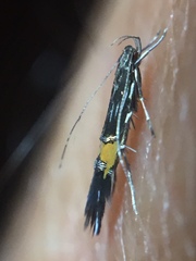 Cosmopterix attenuatella