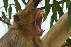 Macaca sylvanus