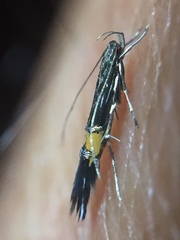 Cosmopterix attenuatella
