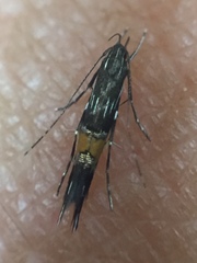 Cosmopterix attenuatella