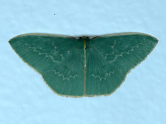 Chlorocoma melocrossa