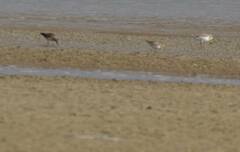Calidris minuta