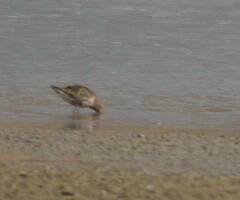 Calidris ferruginea