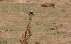 Oenanthe lugens halophila