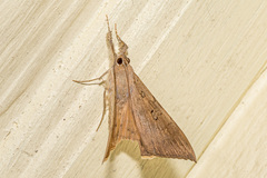 Oxyodes scrobiculata