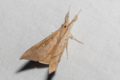 Oxyodes scrobiculata