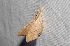 Oxyodes scrobiculata