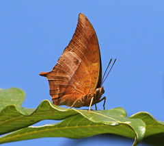 Charaxes varanes