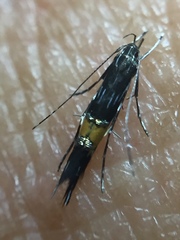 Cosmopterix attenuatella