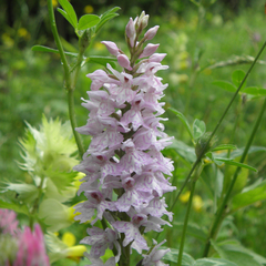 Dactylorhiza maculata