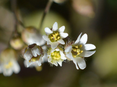 Draba verna