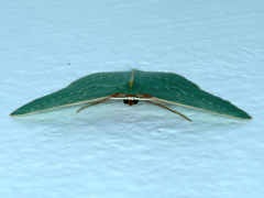 Chlorocoma melocrossa