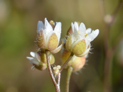 Draba verna