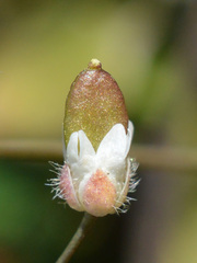 Draba verna