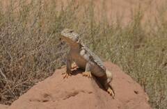 Uromastyx acanthinura