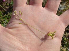 Draba verna