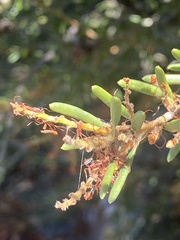 Orites revolutus