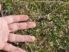 Draba verna