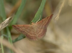 Scopula rubiginata