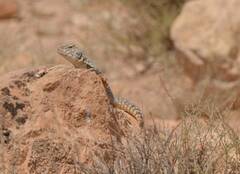 Uromastyx