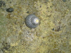 Chlorodiloma adelaidae