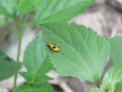 Chauliognathus imperialis