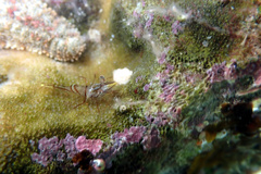 Rhynchocinetes australis