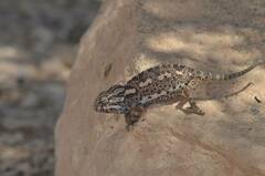 Chamaeleo chamaeleon