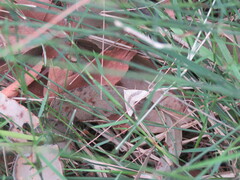 Dichromodes molybdaria