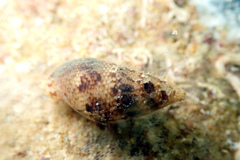 Mitrella semiconvexa