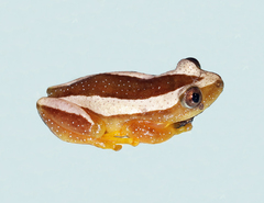 Afrixalus fornasini