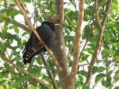 Acridotheres cristatellus