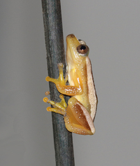 Afrixalus fornasini