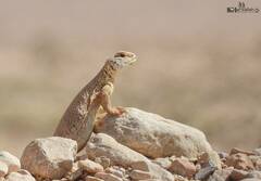 Uromastyx acanthinura