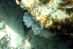 Clavelina moluccensis