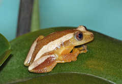Afrixalus fornasini