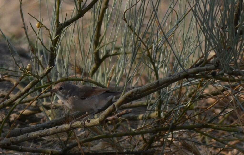 Spectacled Warbler
