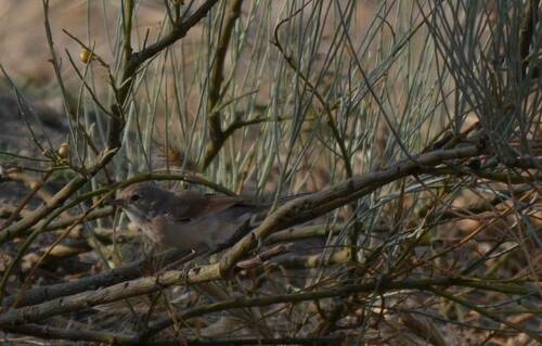 Spectacled Warbler