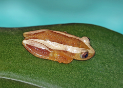 Afrixalus fornasini